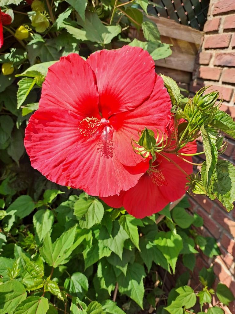 Honden oppas, Divers, Divers Autre, Enlèvement