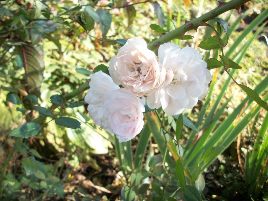 Roos 'The Fairy Album' en andere, Ophalen, Overige soorten, Struik, Minder dan 100 cm