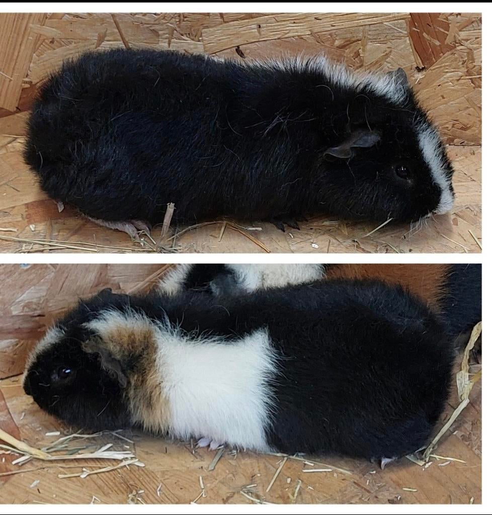 Us teddy cavia. Cavia's, Dieren en Toebehoren, Knaagdieren, September, Cavia