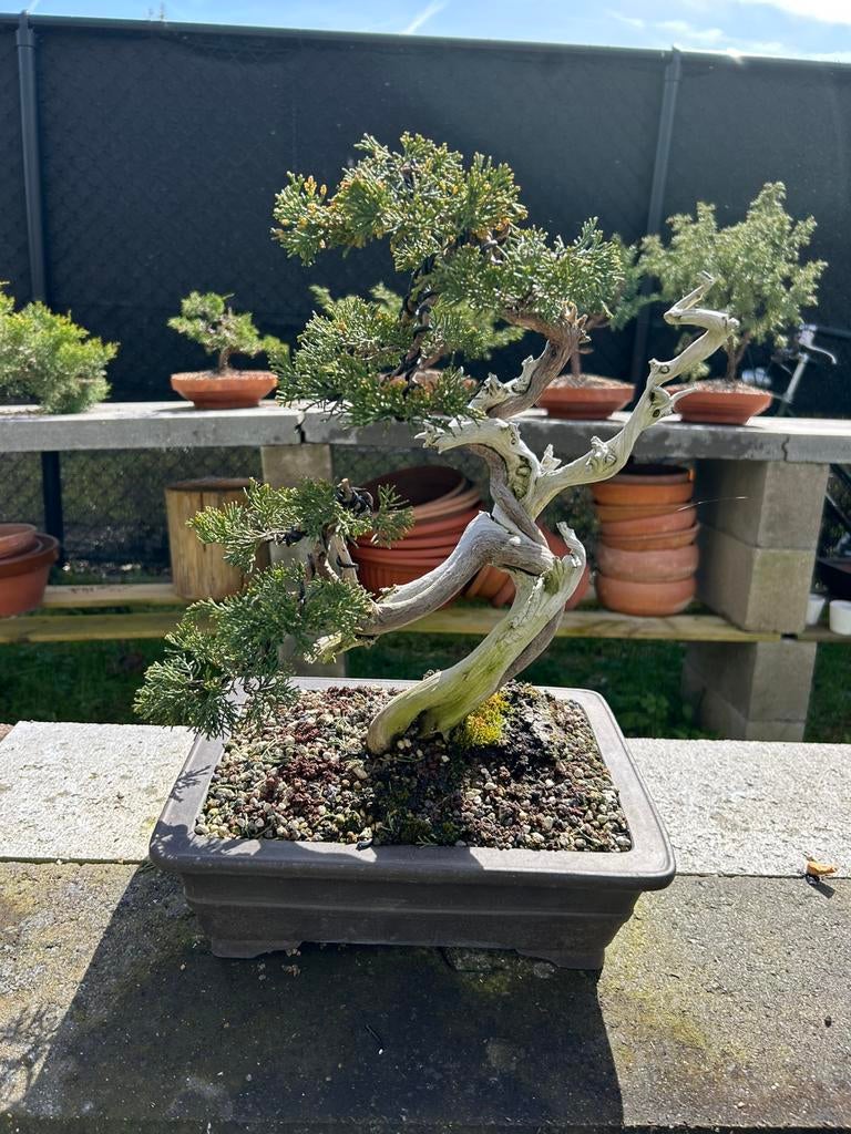 Sabina yamadori bonsai, Enlèvement