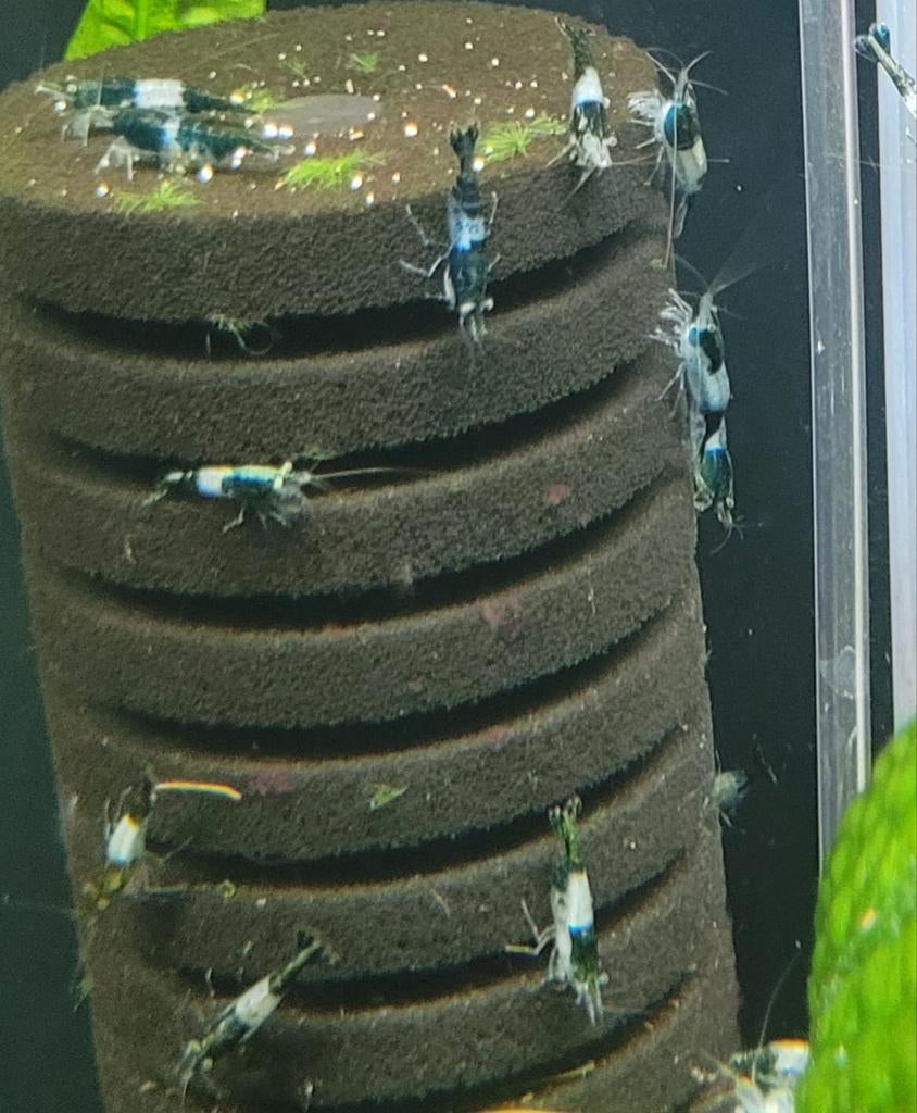 Hobbyaquarium  Green Rilli / rilly garnalen, Poisson, Poisson d'eau douce, Banc de poissons