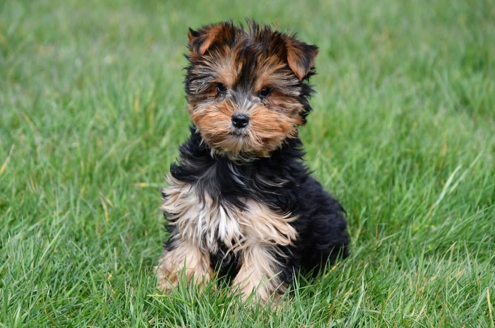 Yorkshire Terriër pup te koop (reutje), Dieren en Toebehoren, Yorkshire Terriër, 15 weken tot 1 jaar, Reu, Buitenland