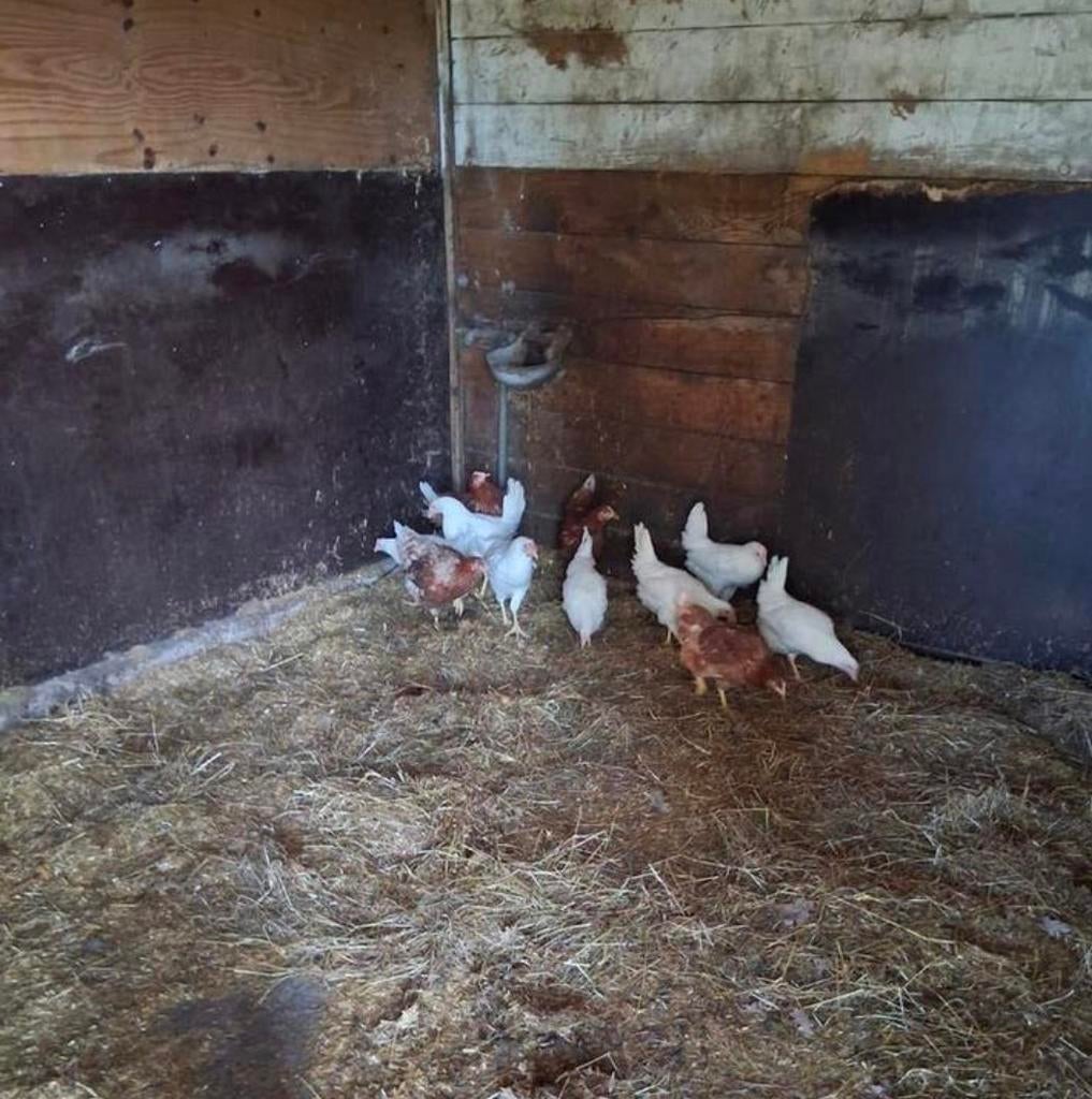 Jonge legkippen, Dieren en Toebehoren, Pluimvee, Vrouwelijk, Kip