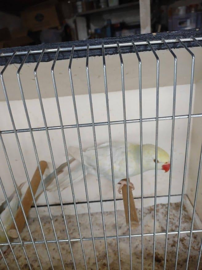 parkieten, Dieren en Toebehoren, Vogels | Parkieten en Papegaaien, Geringd