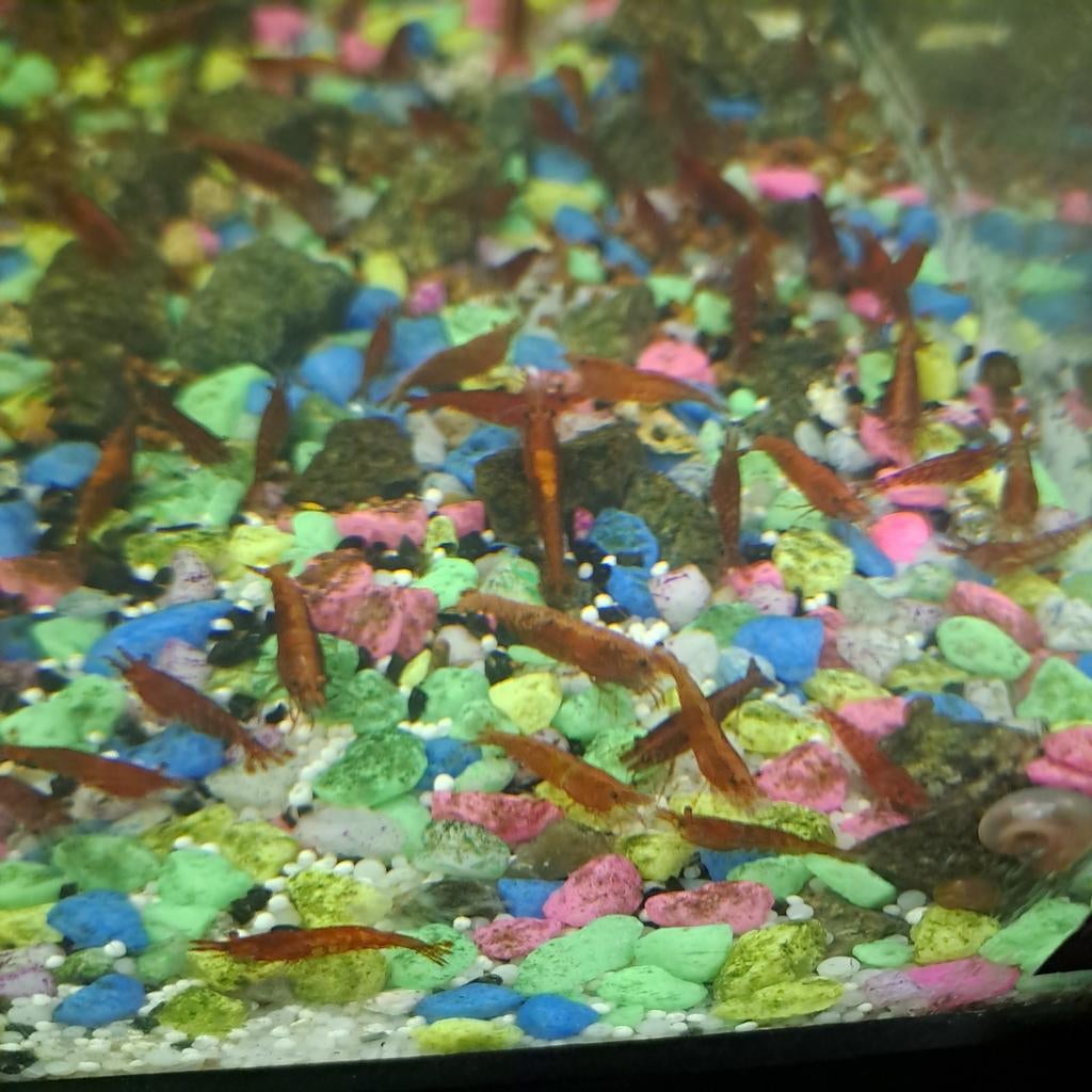 0.50, Dieren en Toebehoren, Vissen | Aquariumvissen