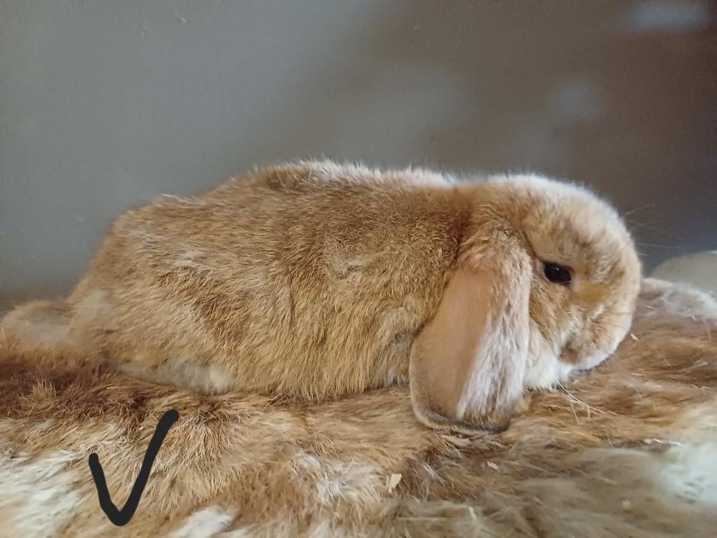 Nhd/minilops laatste twee zusjes, Femelle, Nain, Oreilles tombantes, 0 à 2 ans