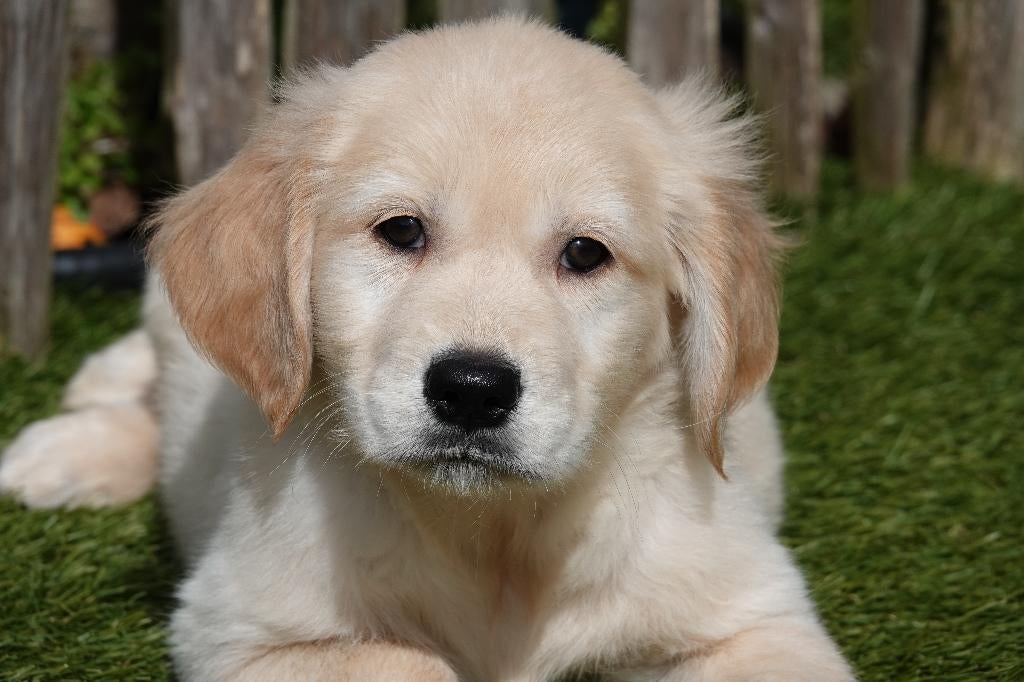Prachtige Golden retriever pups met stamboom, Dieren en Toebehoren, Honden | Retrievers, Spaniëls en Waterhonden, België, 8 tot 15 weken