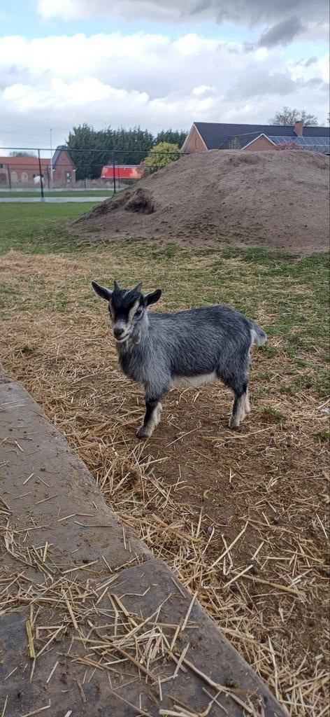 Bokje - 2st. - Blauwschimmel tan - 3 maanden oud, Dieren en Toebehoren