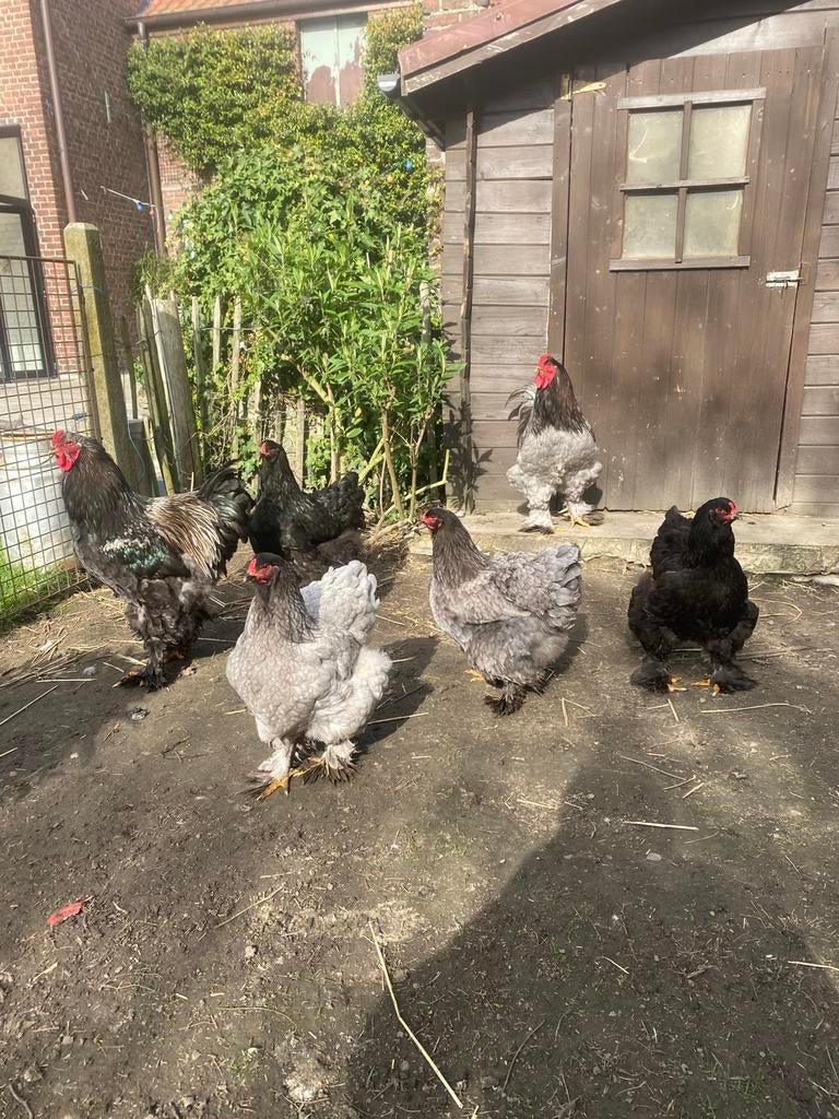 Broedeieren/kuikens Brahma Blauw