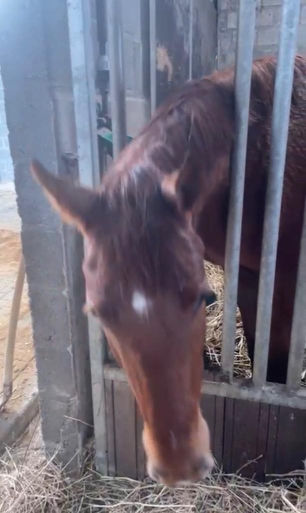 3 jarige CHACCO BLUE merrie uit TOP LIJNTJE, Animaux & Accessoires, Avec pedigree, 160 à 165 cm, Non dressé, Cheval de saut