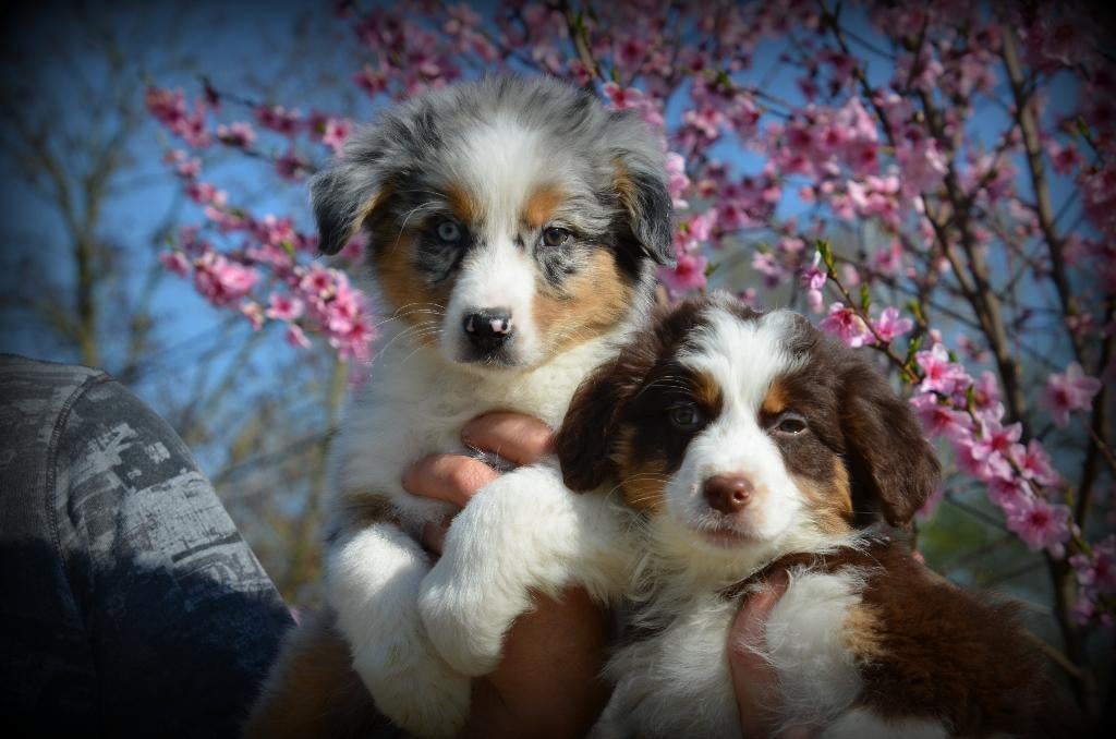 Chiots bergers australiens, Plusieurs, Hépatite contagieuse (maladie de Rubarth), Belgique, Berger