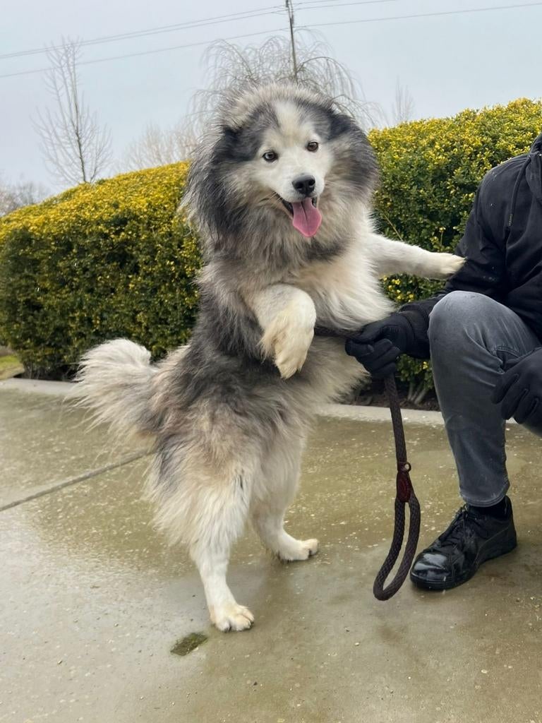 Tony - Mini Husky reu - 15 kg - 6 jaar, 6 jaar of ouder, Parvo, België, Reu