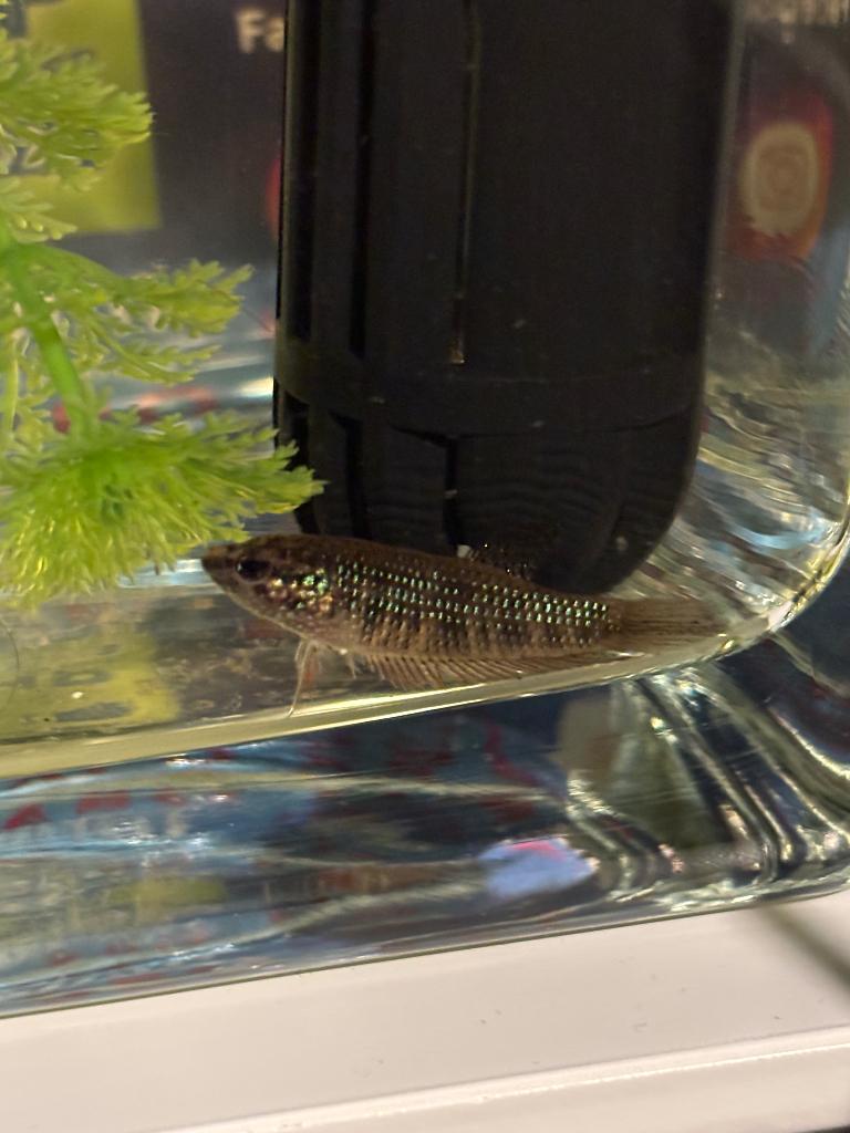 Betta smaragdina guitar kempvis, Dieren en Toebehoren, Vissen | Aquariumvissen, Vis, Zoetwatervis