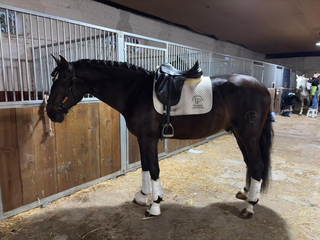 4-jarige PRE ruin, Dieren en Toebehoren, Paarden, Ruin