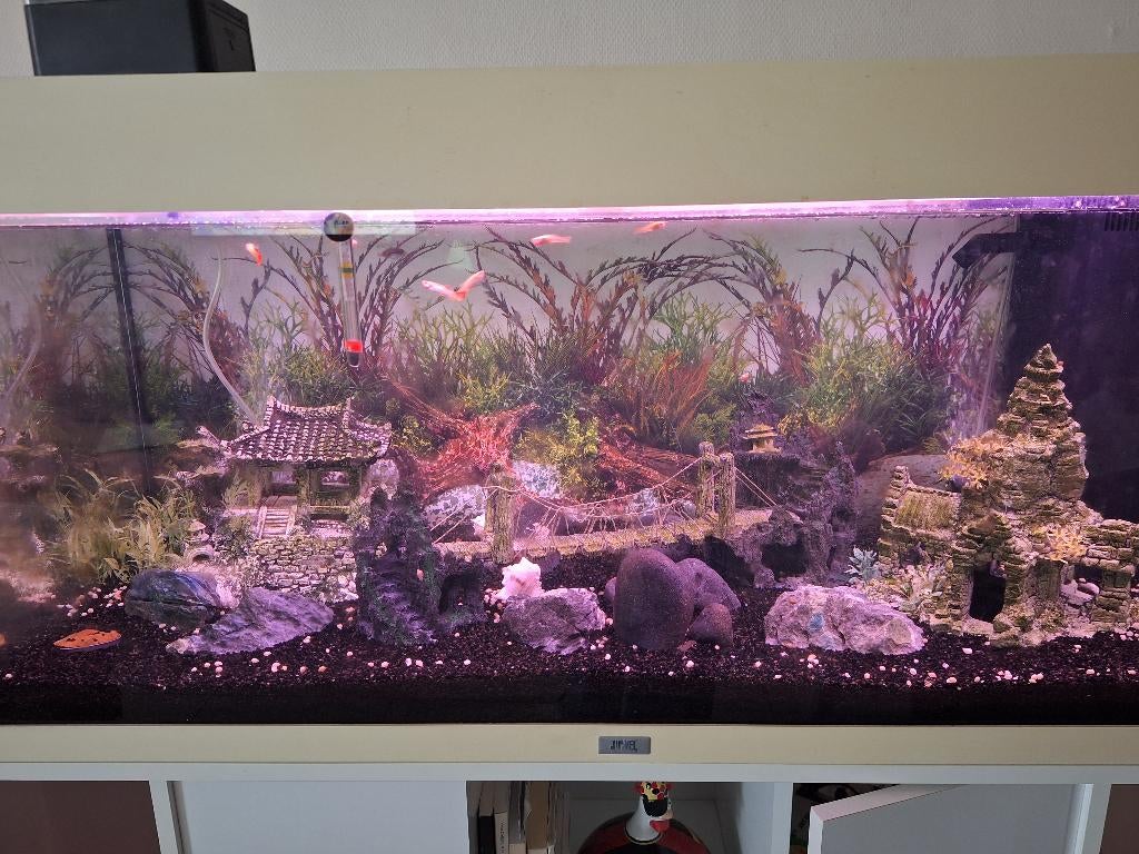 Aquarium 150L, Enlèvement, Utilisé, Juwel, Aquarium vide