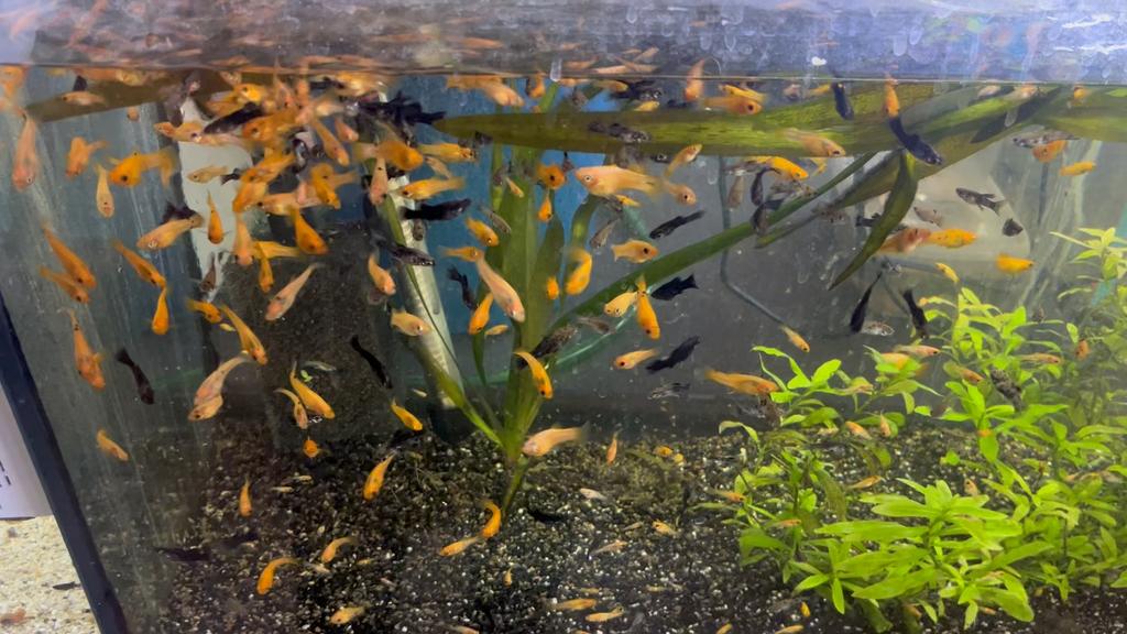 Poissons tropicaux, Animaux & Accessoires