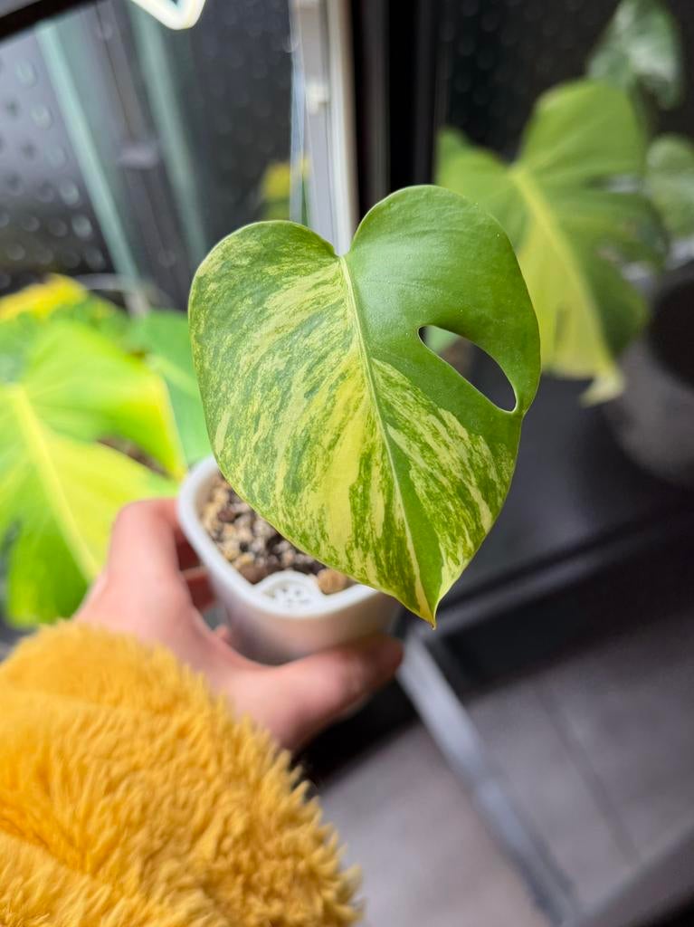 Monstera aurea, Autres espèces, Enlèvement ou Envoi, Moins de 100 cm, Plante verte