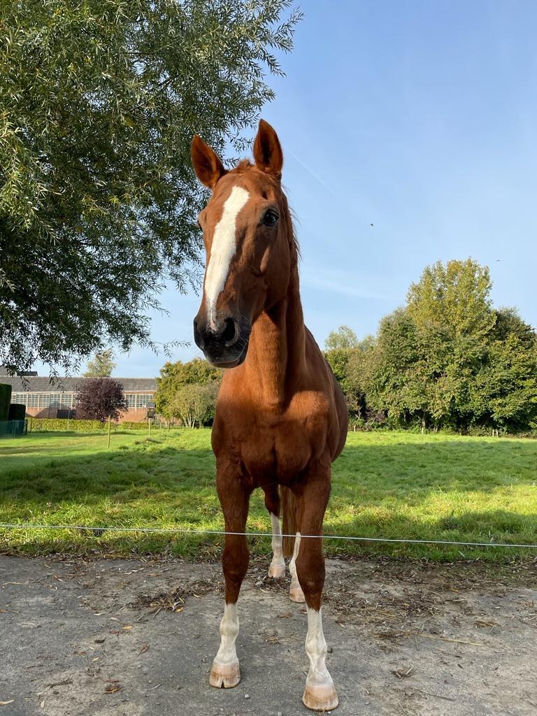 A discuter, Pâturage