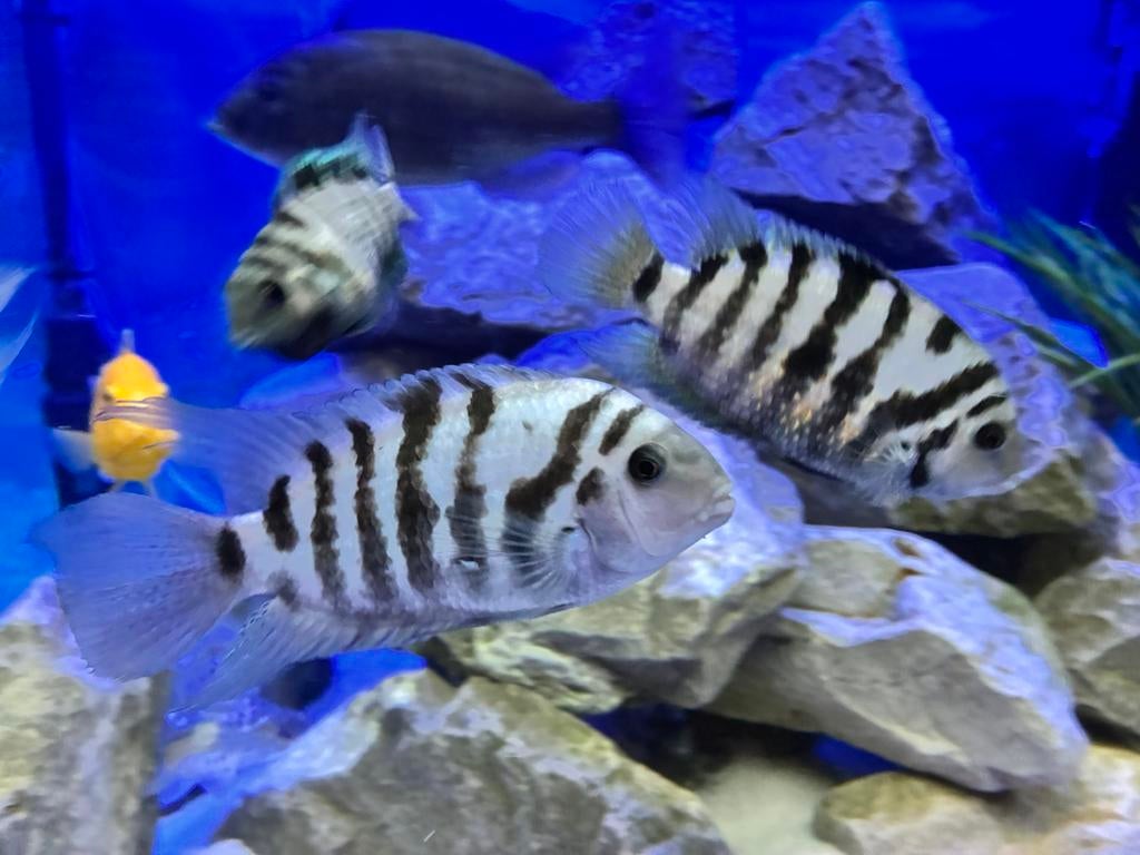 Malawi zebra cichliden - eigen kweek, Dieren en Toebehoren, Vis, Zoetwatervis