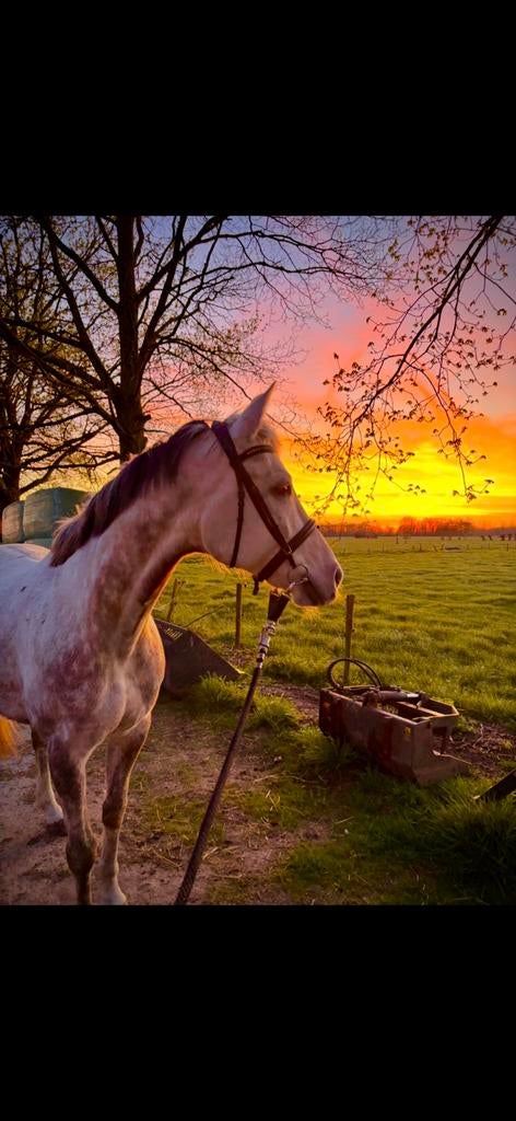 Ruine à vendre, nécessite une formation, Hongre, Débourré, Moins de 160 cm, Avec pedigree