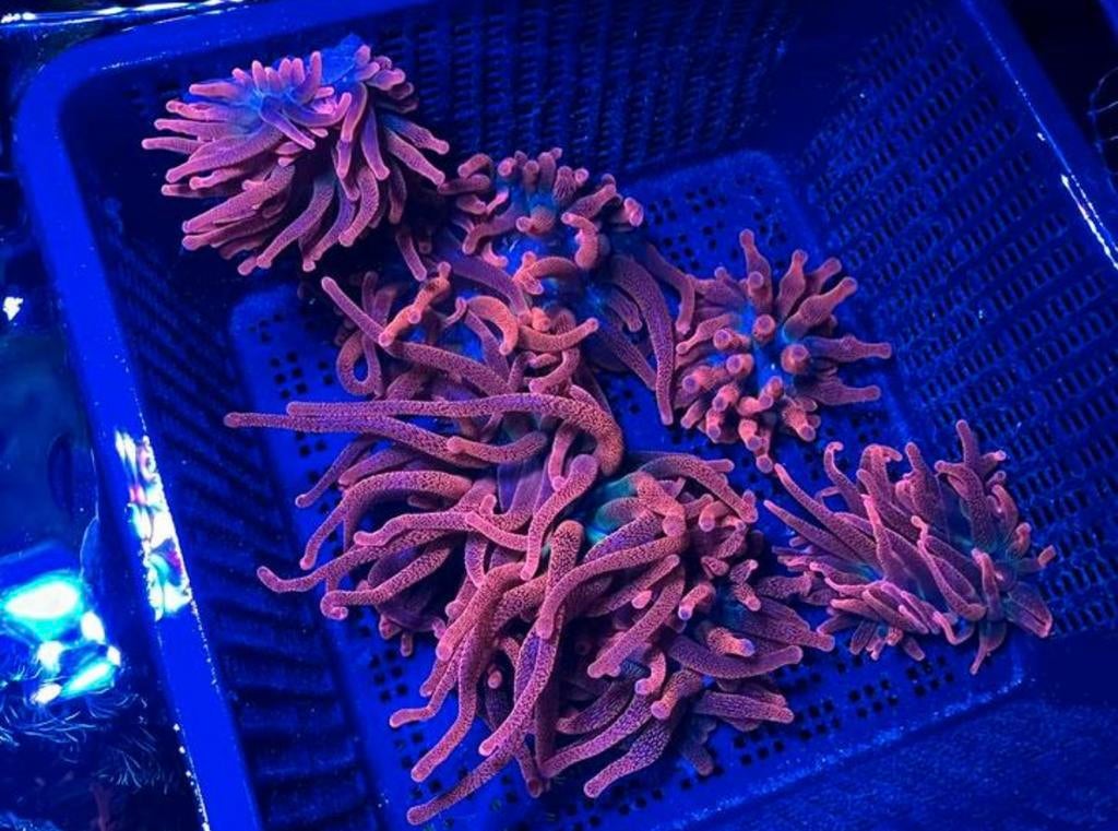 Rode anemonen anemoon prijs per stuk, Ophalen, Zo goed als nieuw