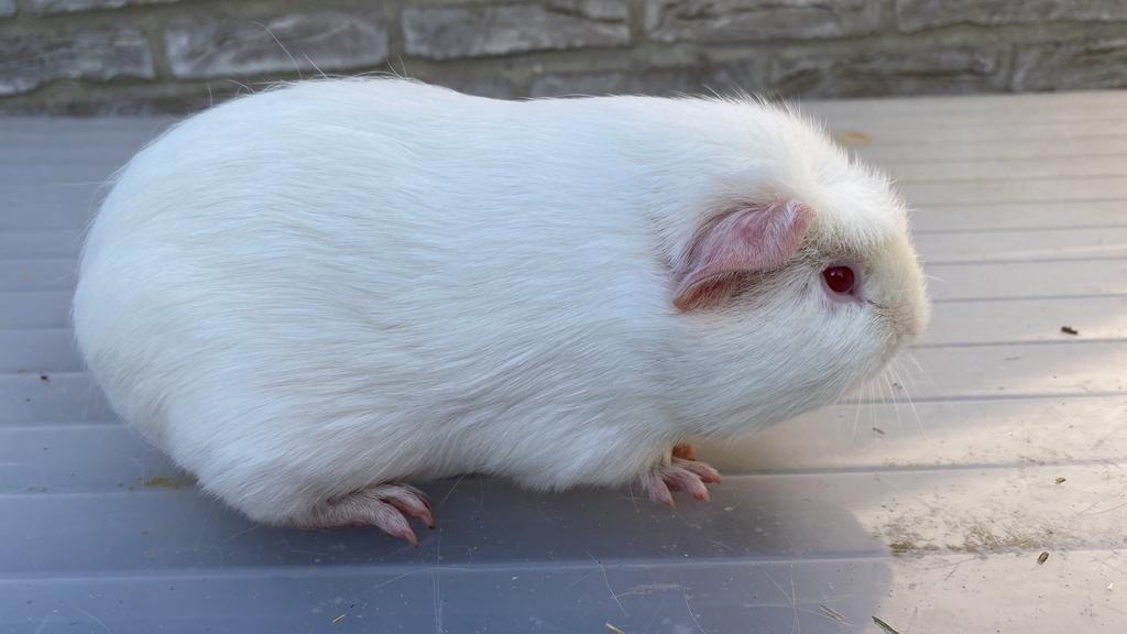 Mooie wit gekruinde roodoog beer uit bonte lijn te koop, Dieren en Toebehoren, Knaagdieren, Januari, Mannelijk, Cavia