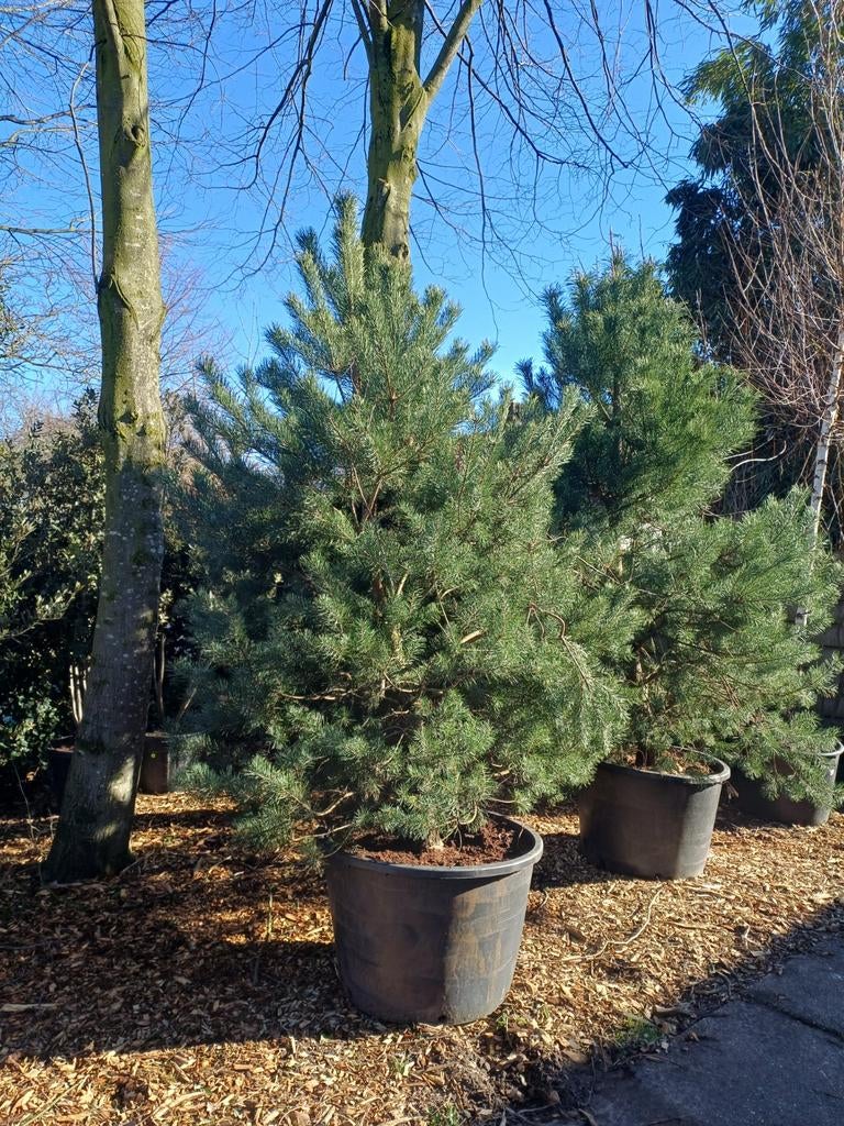 2 stuks mooie Pinus sylvestris, Den, Enlèvement, En pot