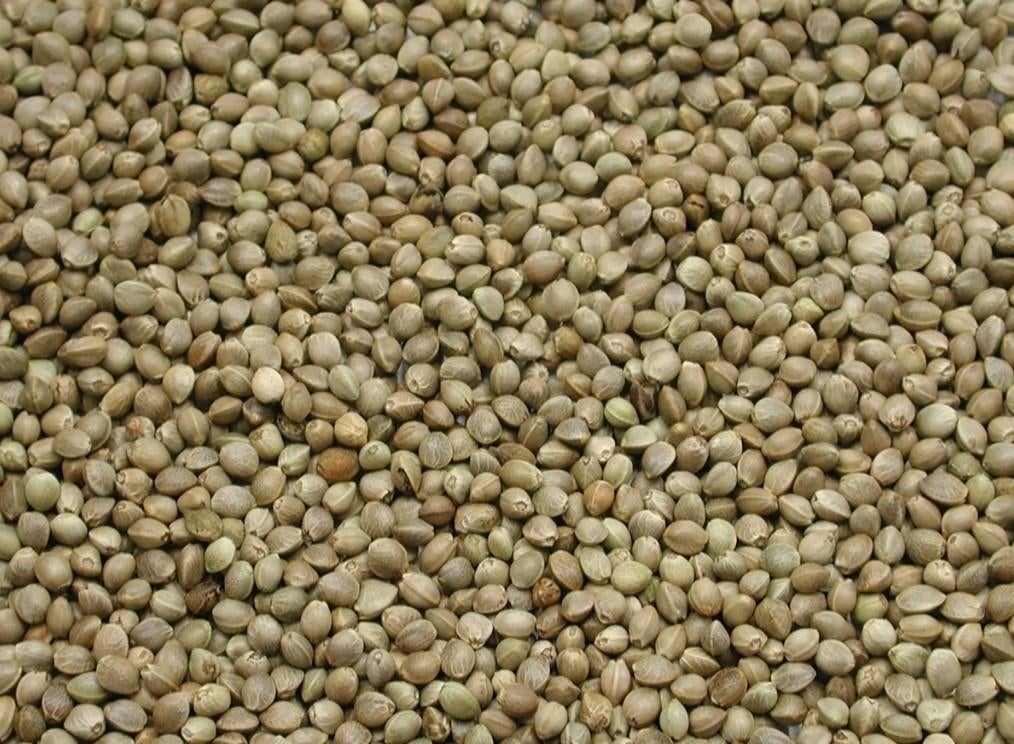 Kempzaad 1kg - Enkelvoudige zaden - Winkel en Webshop, Ophalen