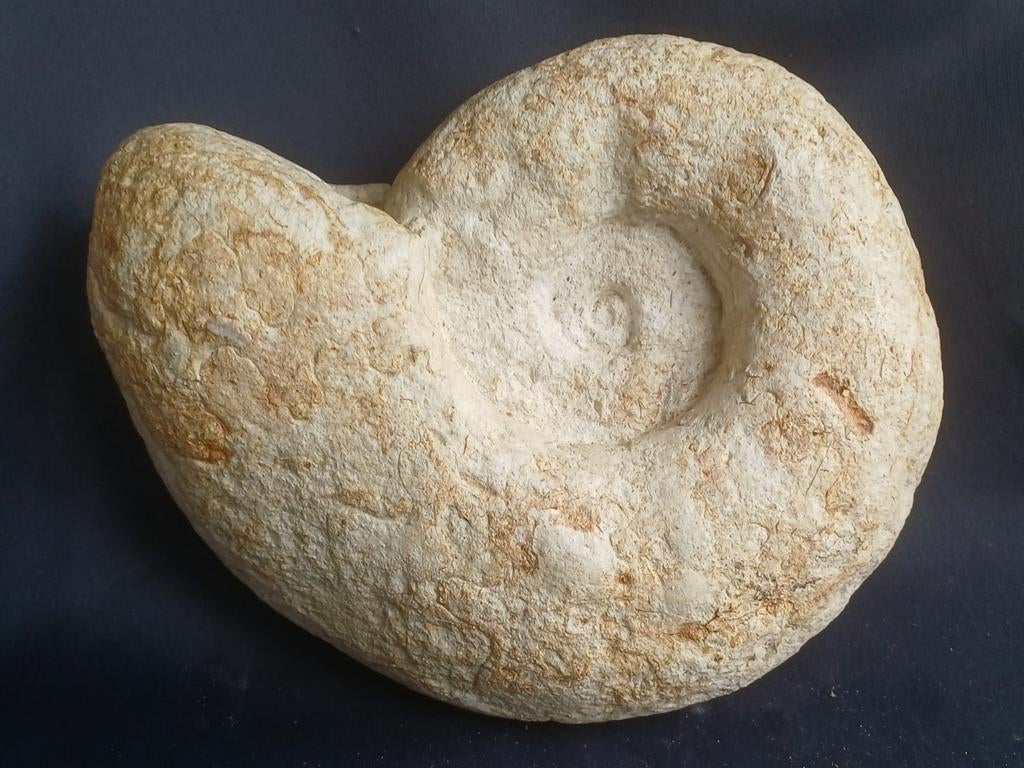 Calamar fossile - ammonite de France, Enlèvement ou Envoi, Fossile