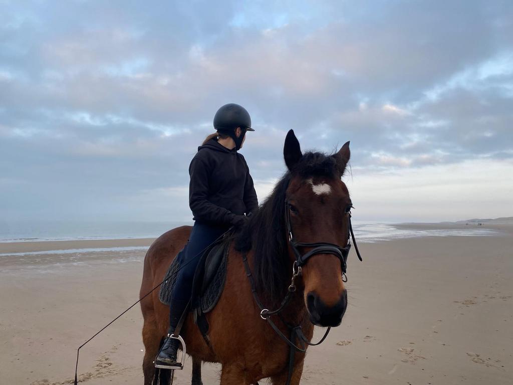 Bijrijd/verzorg paardje gezocht!