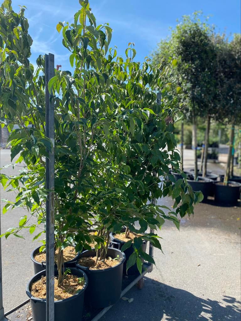 Cornus kousa 'China Girl', Meerstammige Boom, Tuin en Terras, Planten | Bomen, Ophalen
