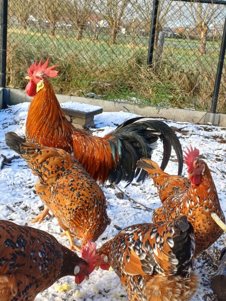 Broedeieren Leghorn Porselein, Sexe inconnu, Poule ou poulet