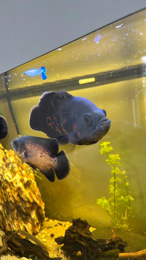 Poisson Oscar, Animaux & Accessoires, Poisson