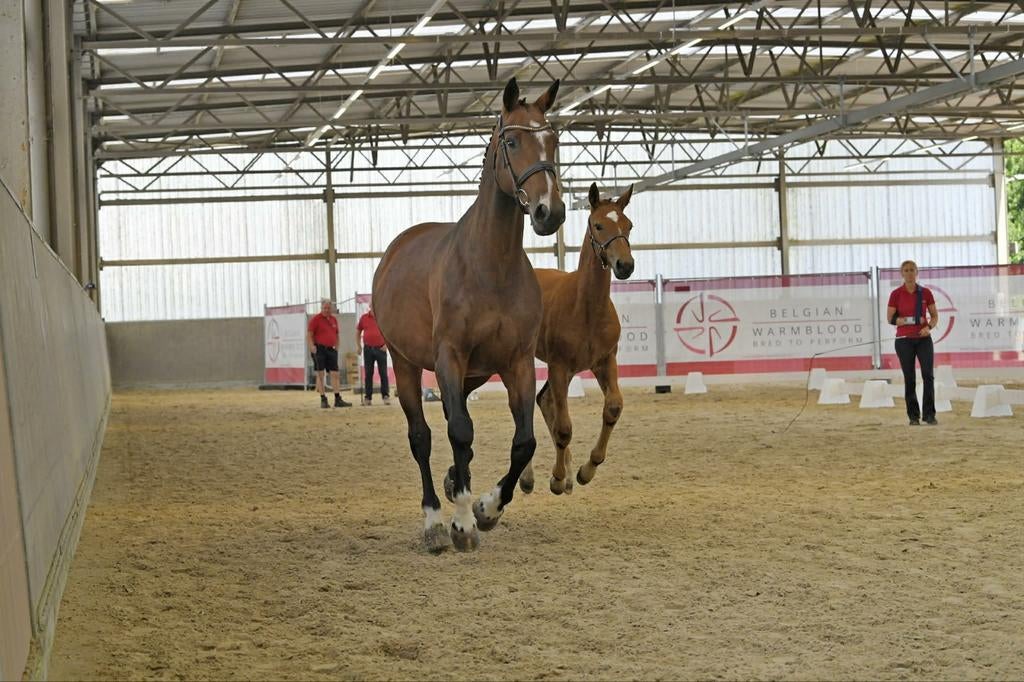 Drachtige merrie en jaarling, Dieren en Toebehoren, Paarden, Merrie, L