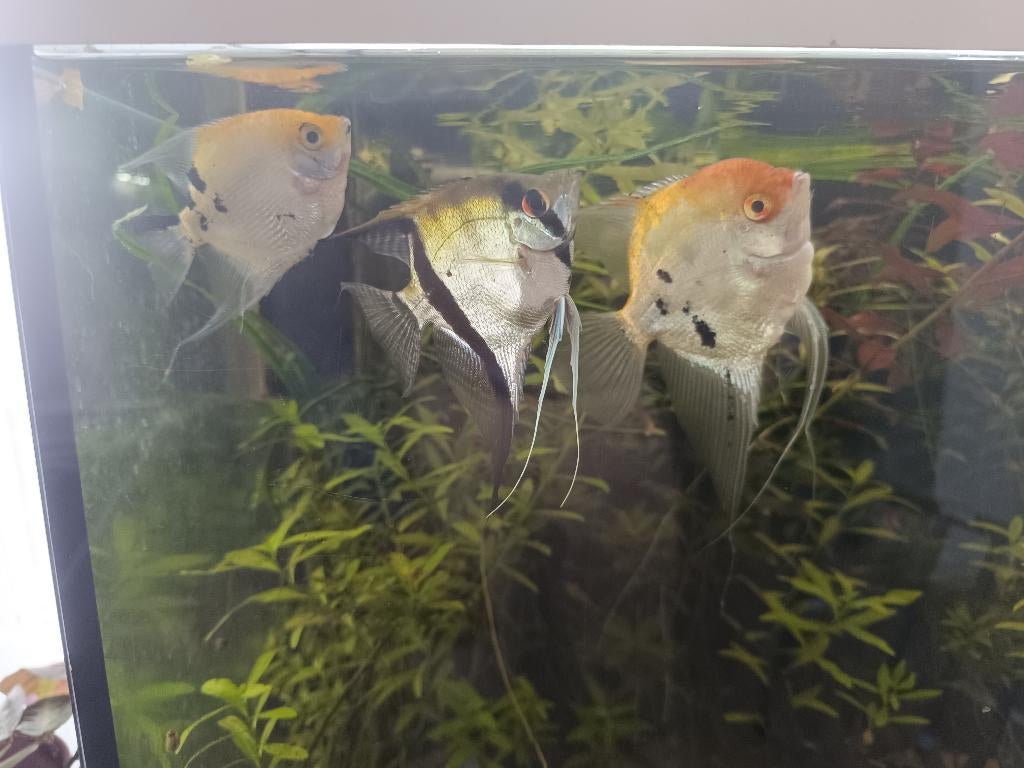 Maanvis, Dieren en Toebehoren