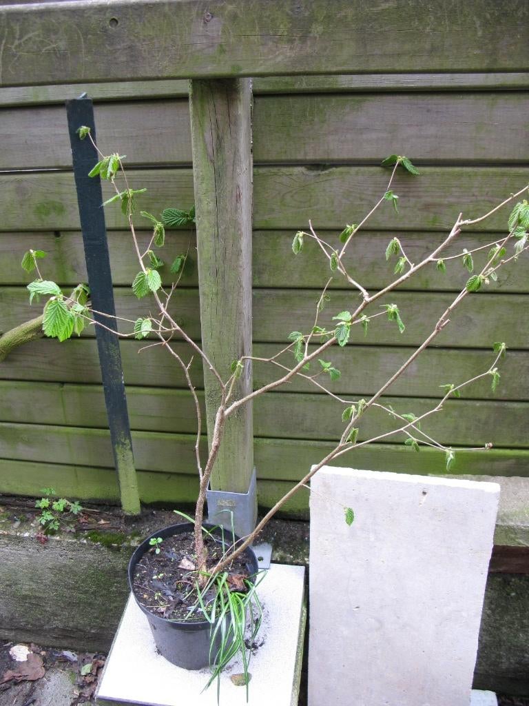 Noisetier, Ophalen, Overige soorten, Struik, 250 cm of meer