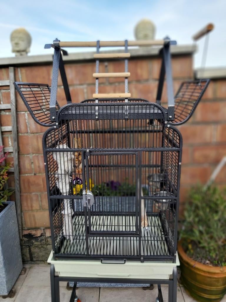 Cage de pérroquet, Enlèvement