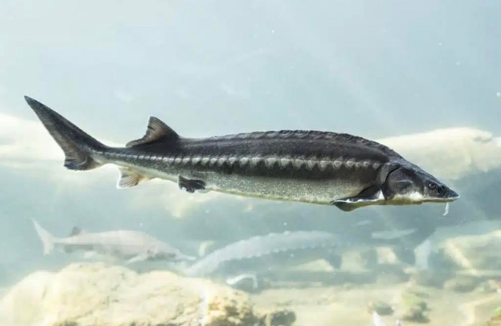 Esturgeon Beluga 75 cm, Dieren en Toebehoren, Vissen | Vijvervissen, Steur