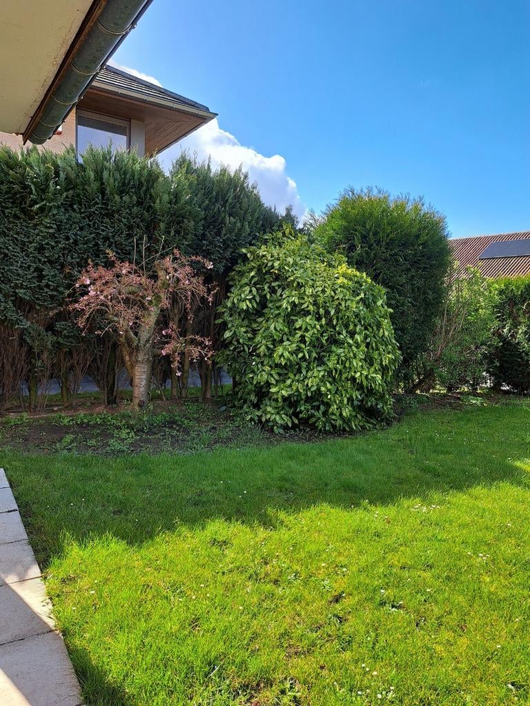 GRATIS Japanse laurier, Tuin en Terras, Ophalen, Laurier