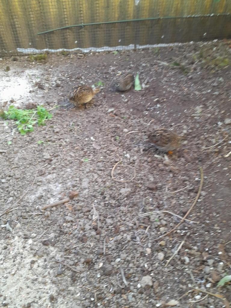 Chinese dwergkwartels, Dieren en Toebehoren, Wildzangvogel, Tam