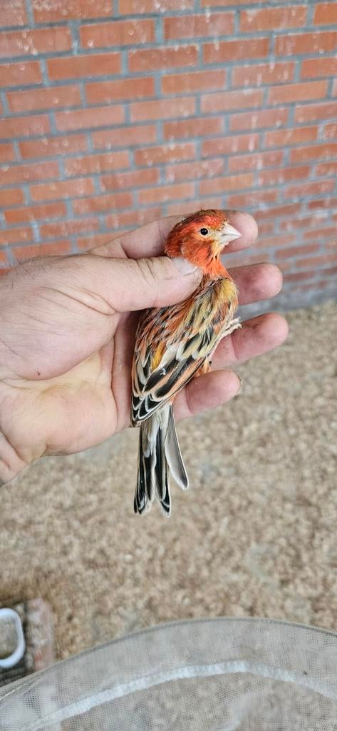 koppel  Kanaries te koop, Dieren en Toebehoren, Vogels | Kanaries