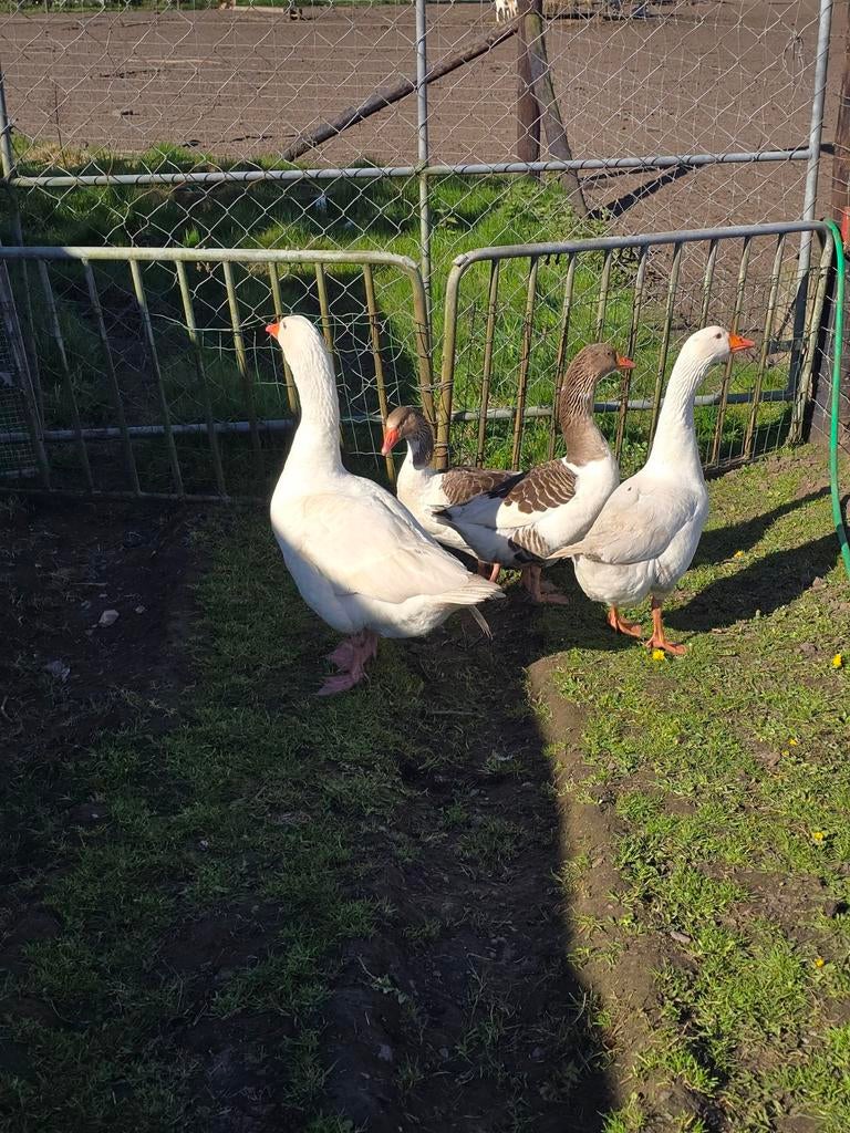 Ganzen, Dieren en Toebehoren, Pluimvee, Meerdere dieren, Gans of Zwaan