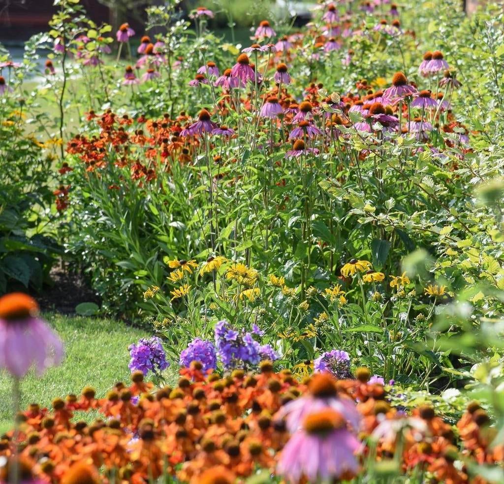 Vaste planten, Tuin en Terras, Ophalen