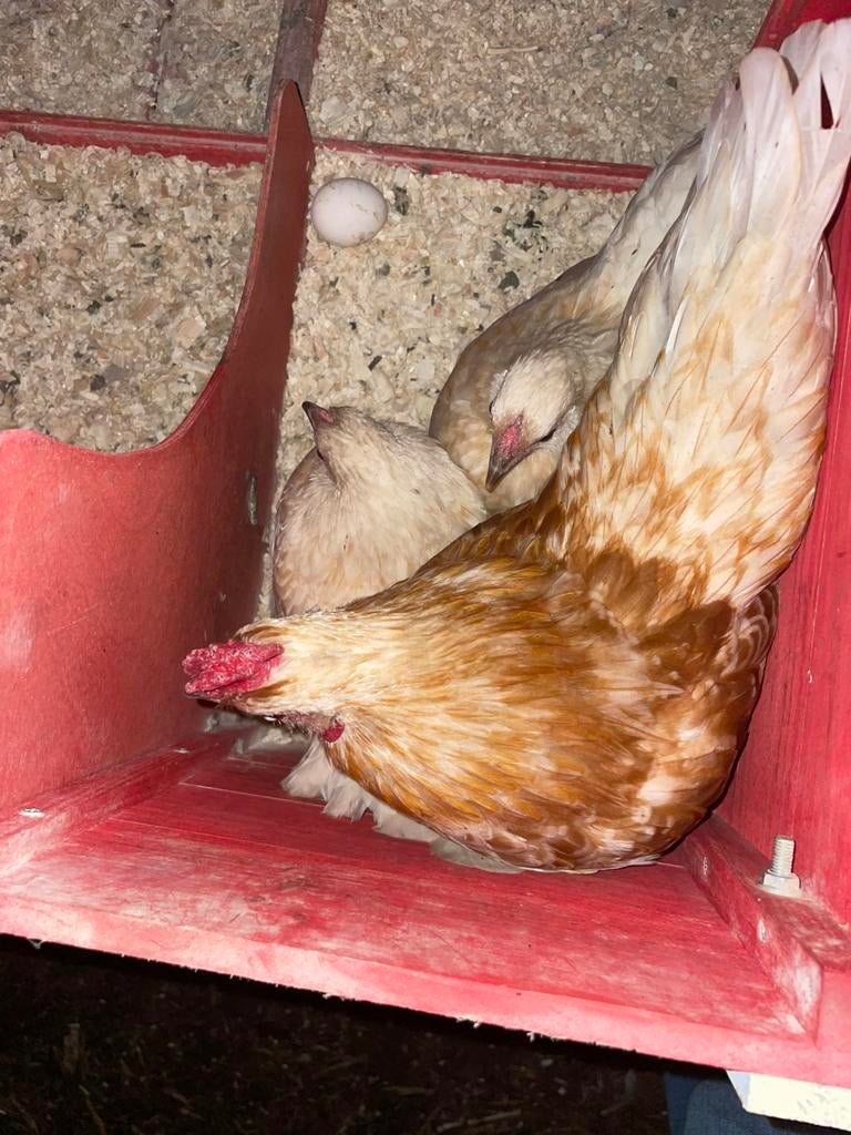 Toom Sebright x Cochin, Dieren en Toebehoren, Pluimvee, Meerdere dieren, Kip