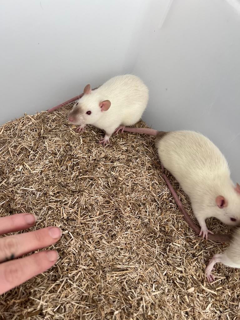 Tamme siamese ratjes, Dieren en Toebehoren, Rat, Januari, Meerdere dieren, Tam