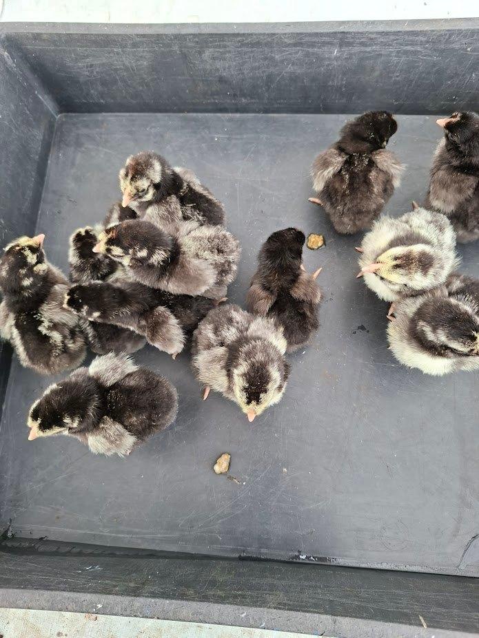 Wyandotte Chicks - gélinotte ourlée argentée et noire, Animaux & Accessoires, Sexe inconnu, Poule ou poulet