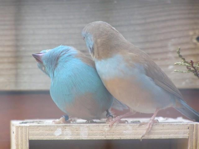 Blauwkop blauwfazantje, Animaux & Accessoires, Oiseaux | Oiseaux Autre, Oiseau tropical, Plusieurs animaux