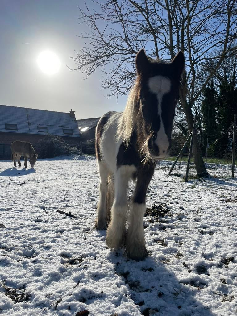 Tinker hengstje te koop, Dieren en Toebehoren, M