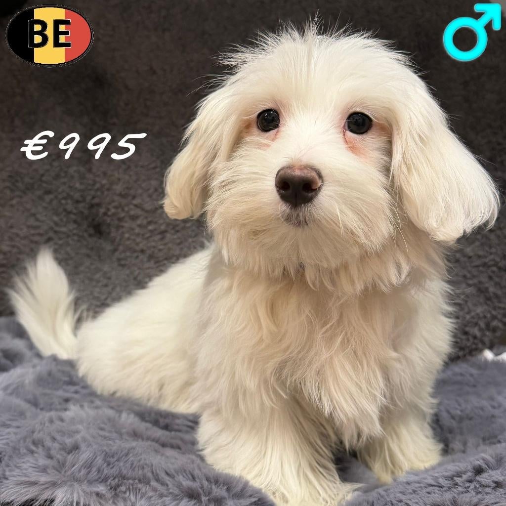 Bichon Maltais (mâle) chiot belge à vendre, 15 semaines à 1 an, Commerçant, Chien (mâle), Belgique
