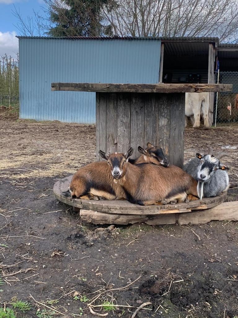 Geitjes te koop, Dieren en Toebehoren, Meerdere dieren, Geit, 0 tot 2 jaar